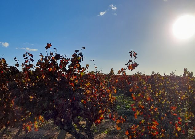 Morgado do Quintão, one of the first vineyards of Algarve