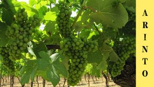 Arinto grape variety