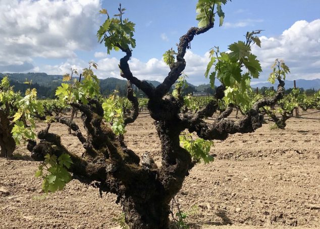 Vinhas Velhas – Old vines in Portugal